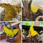 40 Pack Fungus Gnat Traps for House Indoor Yellow Sticky Traps for Gnats Sticky Traps for Plants, Dual-Sided Fungus Gnat Sticky Traps Fruit Fly Traps for Indoors - Image 4