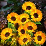 KOOPER Solar Lights Outdoor Garden Decor - Upgraded 3 Pack with 9 Sunflower Lights, Waterproof Solar Outdoor Lights Auto ON/Off Solar Decorative Lights for Garden, Patio, Backyard - Image 2